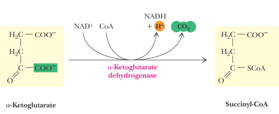 <p>The second oxidative step of the TCA cycle</p>
