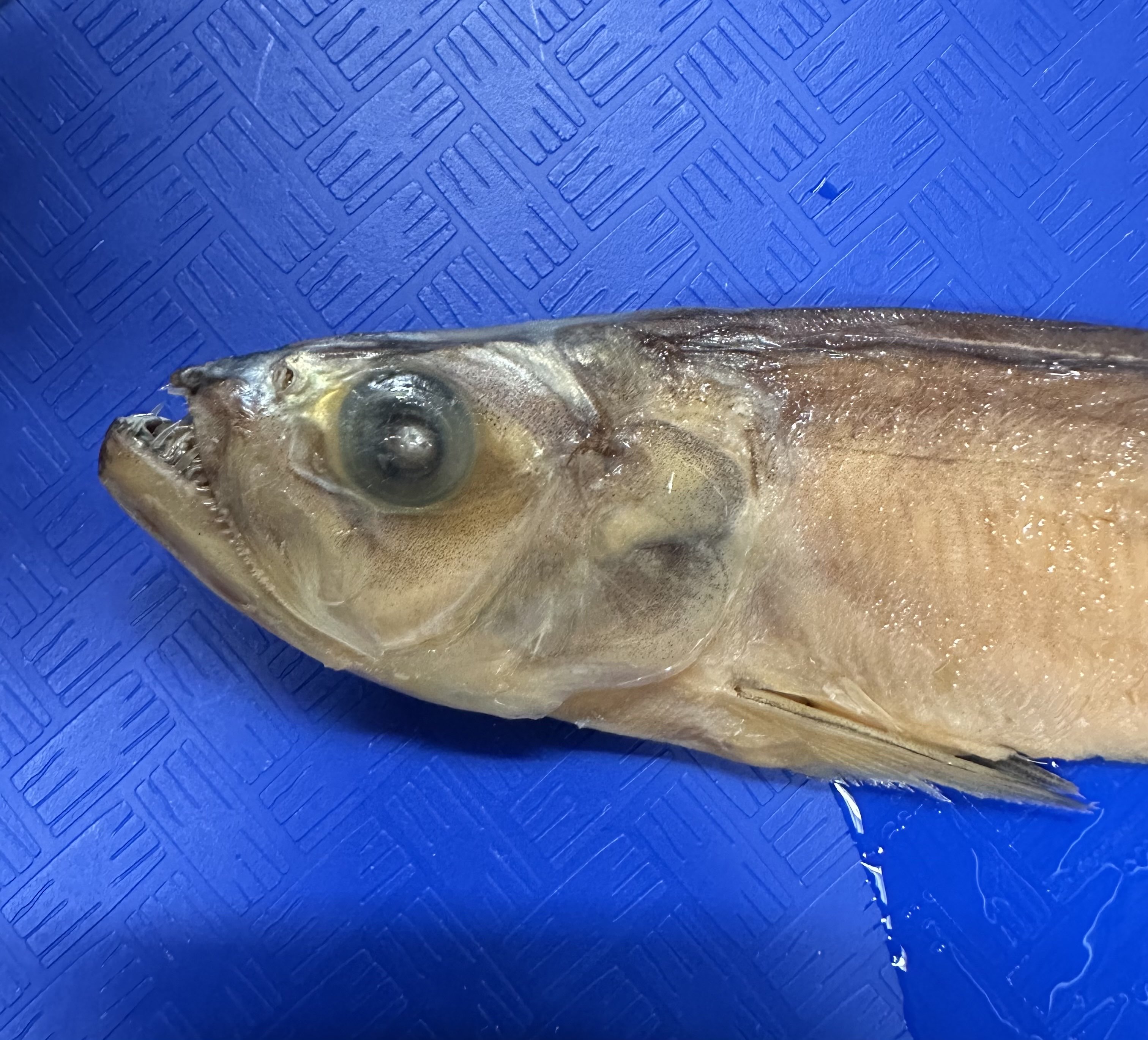 <p>Chirocentridae (wolf herrings) </p>