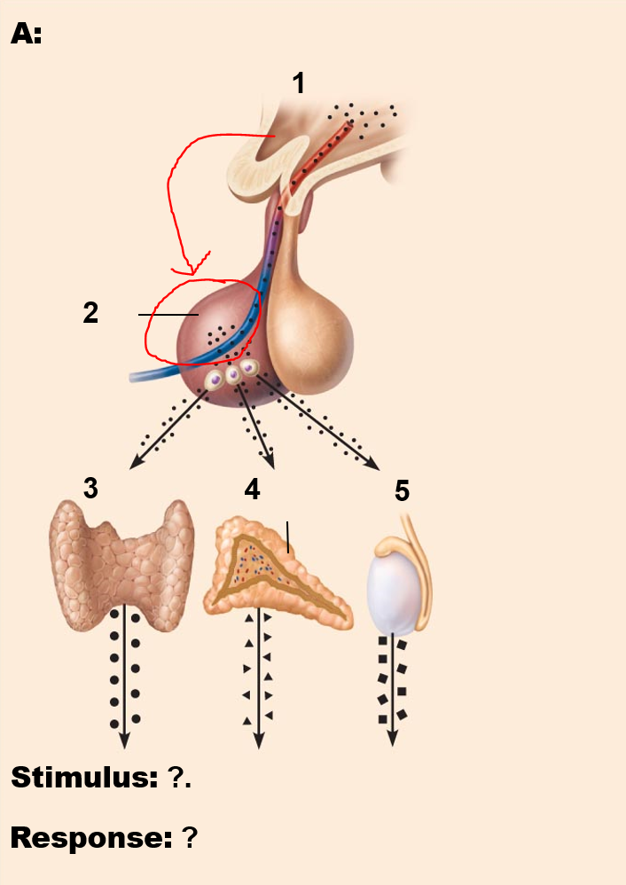 <p>Hormone released from anterior pituitary gland?</p>