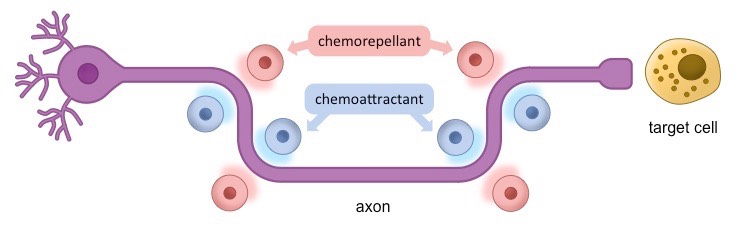 <p><strong><span>chemical</span></strong><span> </span><strong><span>stimuli</span></strong><span> released from </span><strong><span>surrounding cells</span></strong></p><ul><li><p><span>These </span><strong><span>cells</span></strong><span> may </span><strong><span>release</span></strong><span> </span><strong><span>chemoattractant</span></strong><span> </span><strong><span>signals</span></strong><span> (grow </span><u><span>towards</span></u><span>) or </span><strong><span>chemorepellant</span></strong><span> signals (grow </span><u><span>away</span></u><span>)</span></p></li><li><p><span>Using these </span><strong><span>molecular guidance signals</span></strong><span>, </span><strong><span>axon&nbsp;growth cones</span></strong><span> may </span><strong><span>navigate</span></strong><span> long distances to </span><strong><span>reach specific targets</span></strong></p></li></ul>