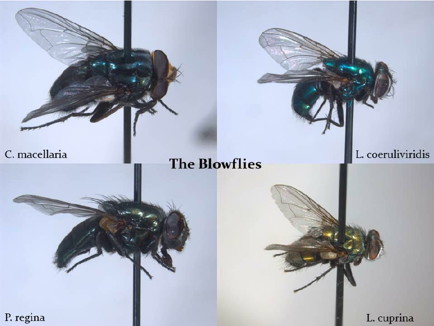 <p>Blow Flies</p><p>Order Diptera</p>