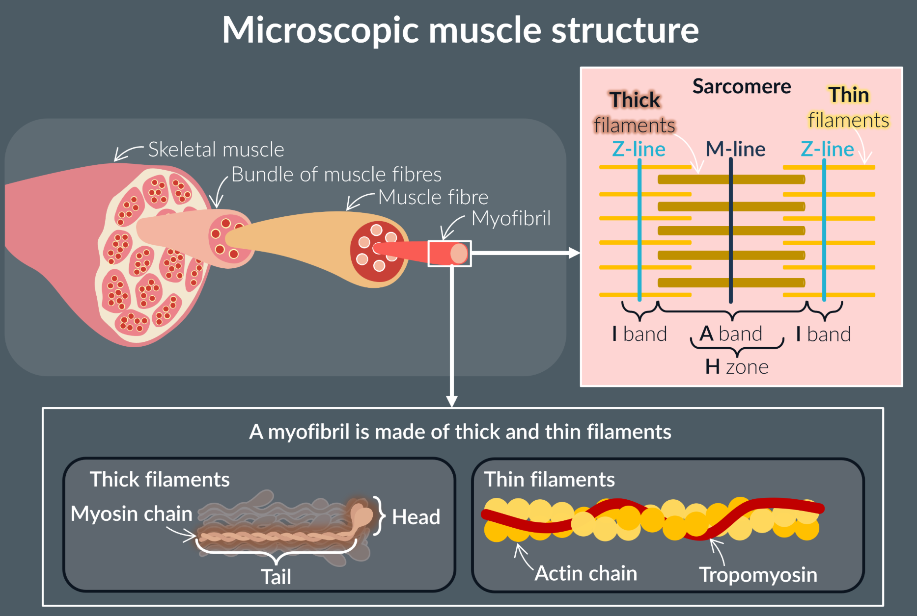 <p>Myofibrils are made of many repeating units called sacomeres.</p><p>Each sacomere:</p><ul><li><p>Thin filaments (two actin filaments with tropomyosin)</p></li><li><p>Thick filaments (two myosin filaments bundled together with many others)</p></li></ul><p></p>