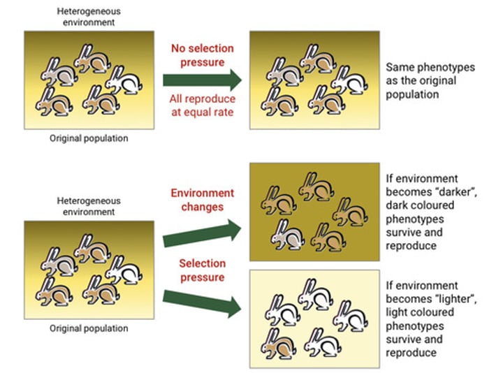 <p>a directional change in the population (natural selection)</p>