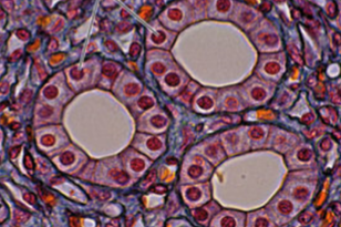 <ul><li><p>cube shaped</p></li><li><p>simple or stratified</p></li><li><p>clandular tissues, walls and ducts of tubules</p></li></ul><p></p>
