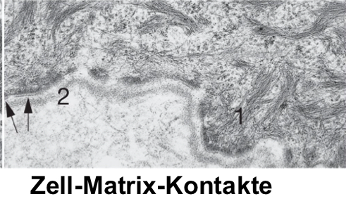 <p>Zell-Matrix-Kontakte</p>