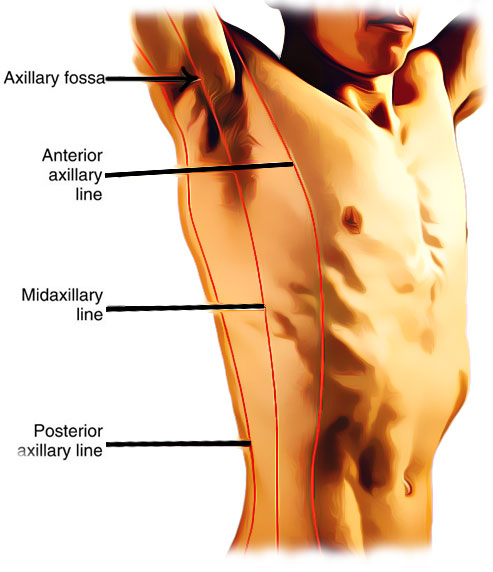 <p>anterior reference line running down area a little medial to the armpit</p>
