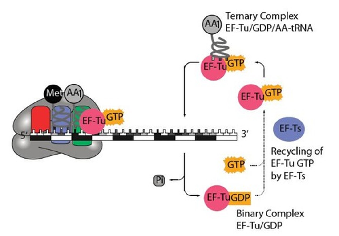 <p>Shorthand for Elongation Factors in translation.</p>