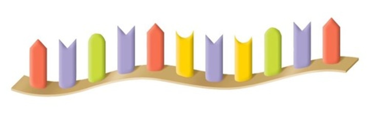 <p>A type of RNA that carries the genetic information from DNA to the cytoplasm for protein synthesis; contains a set of three nucleotides called a codon that determines the amino acid that is needed to make the protein</p>
