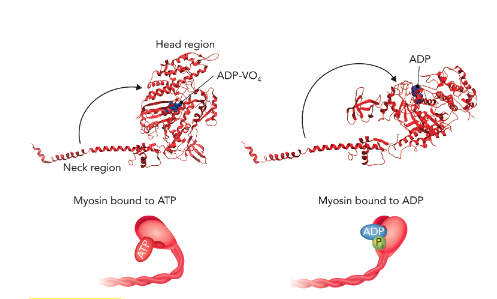 <p><strong>Q:</strong> What does Figure 6.66 show about the myosin head?</p>