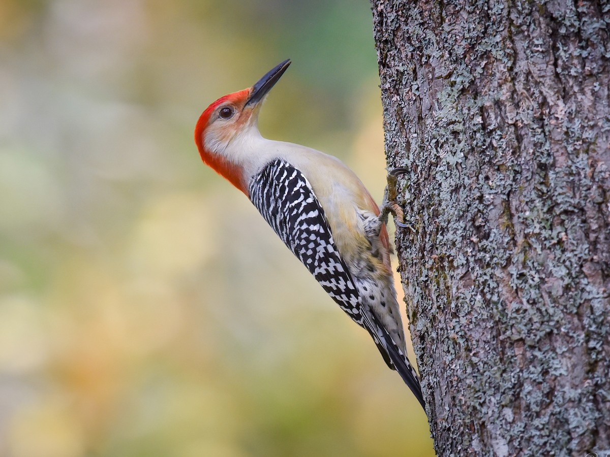 <p>Red-bellied Woodpecker</p>