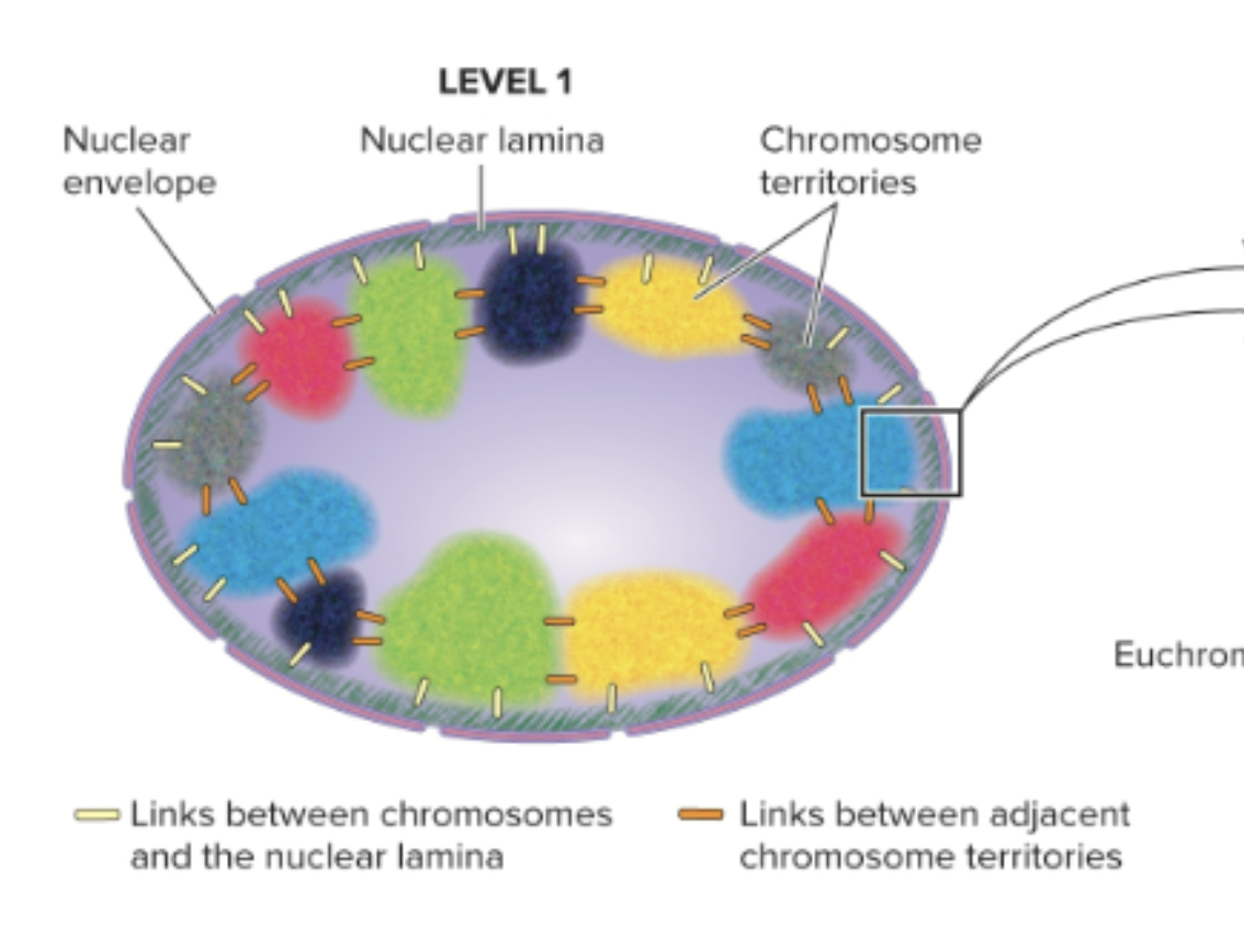 <ul><li><p>Chromosome territories </p></li></ul><p></p>