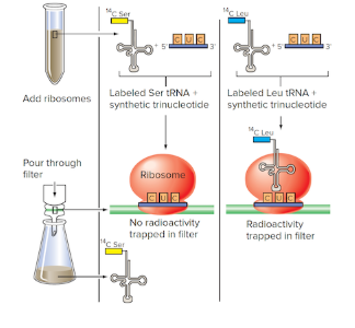 <p><span><span>The ribosome binding experiment illustrated below was used to discover that the codon CUC specifies Leucine, and not Serine. Suppose you wanted to use this experimental protocol to determine whether the codon AGA specifies Arg or Glu? What would you need at the start of the experiment? (Check all that apply.)</span></span></p>