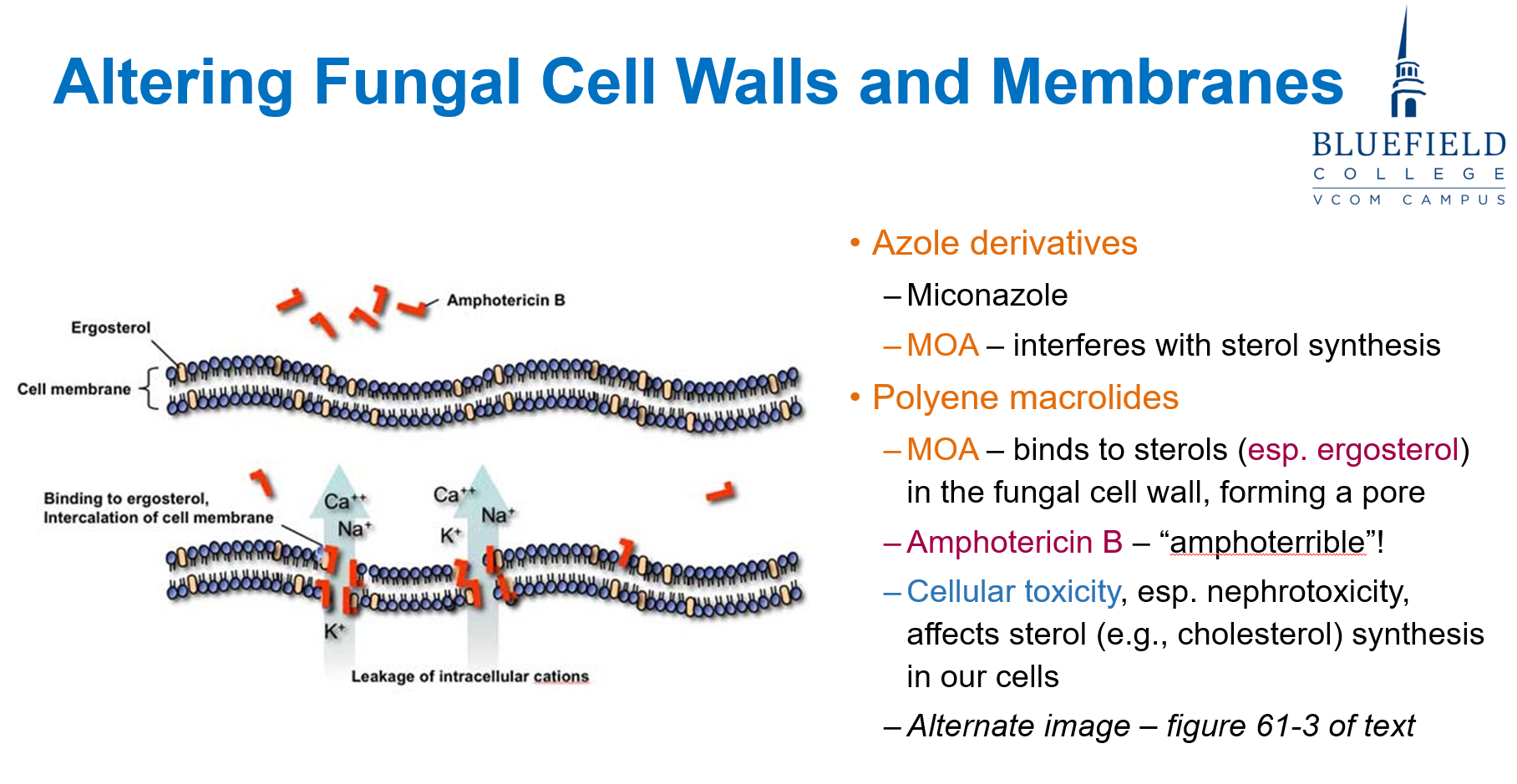 <p>C. Ergosterol in fungal membranes<br></p><p><strong>Polyene macrolides</strong> like <strong>amphotericin B</strong> bind to <strong>ergosterol</strong>, disrupting fungal membranes. However, due to <strong>similarities with human cholesterol</strong>, <strong>nephrotoxicity</strong> is a common side effect.</p>