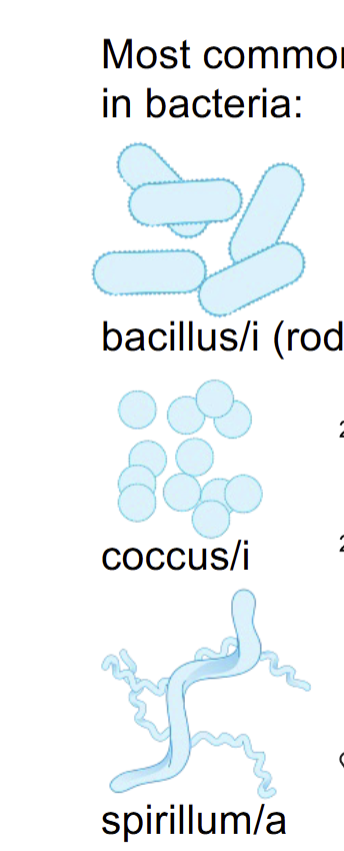<p>Bacillus | Coccus | Spirllium </p>