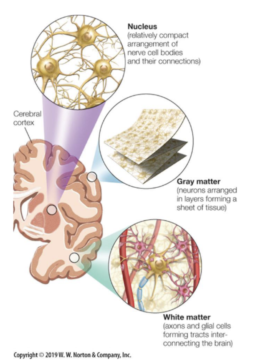 <p><span><span>Neurons can be found in the thin sheet of tissue on the ‘outside’ of the brain (</span><em><span>the grey matter</span></em><span>) and in (mostly) subcortical nuclei.</span></span></p>