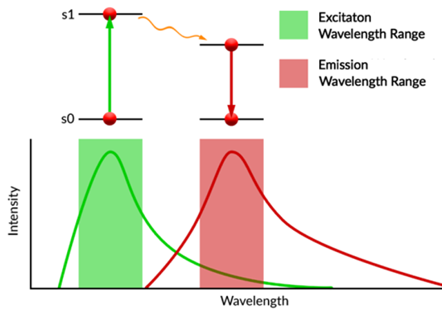 <p>The spectral characteristics of a fluorescent molecule is they exhibit broad absorbance and emission spectra.</p><p style="text-align: justify"></p><p style="text-align: justify">For highly fluorescence molecules the electronic excitation process is usually a π→π* transition found in highly conjugated planar molecules.</p><p style="text-align: justify">(*=excited state)</p>