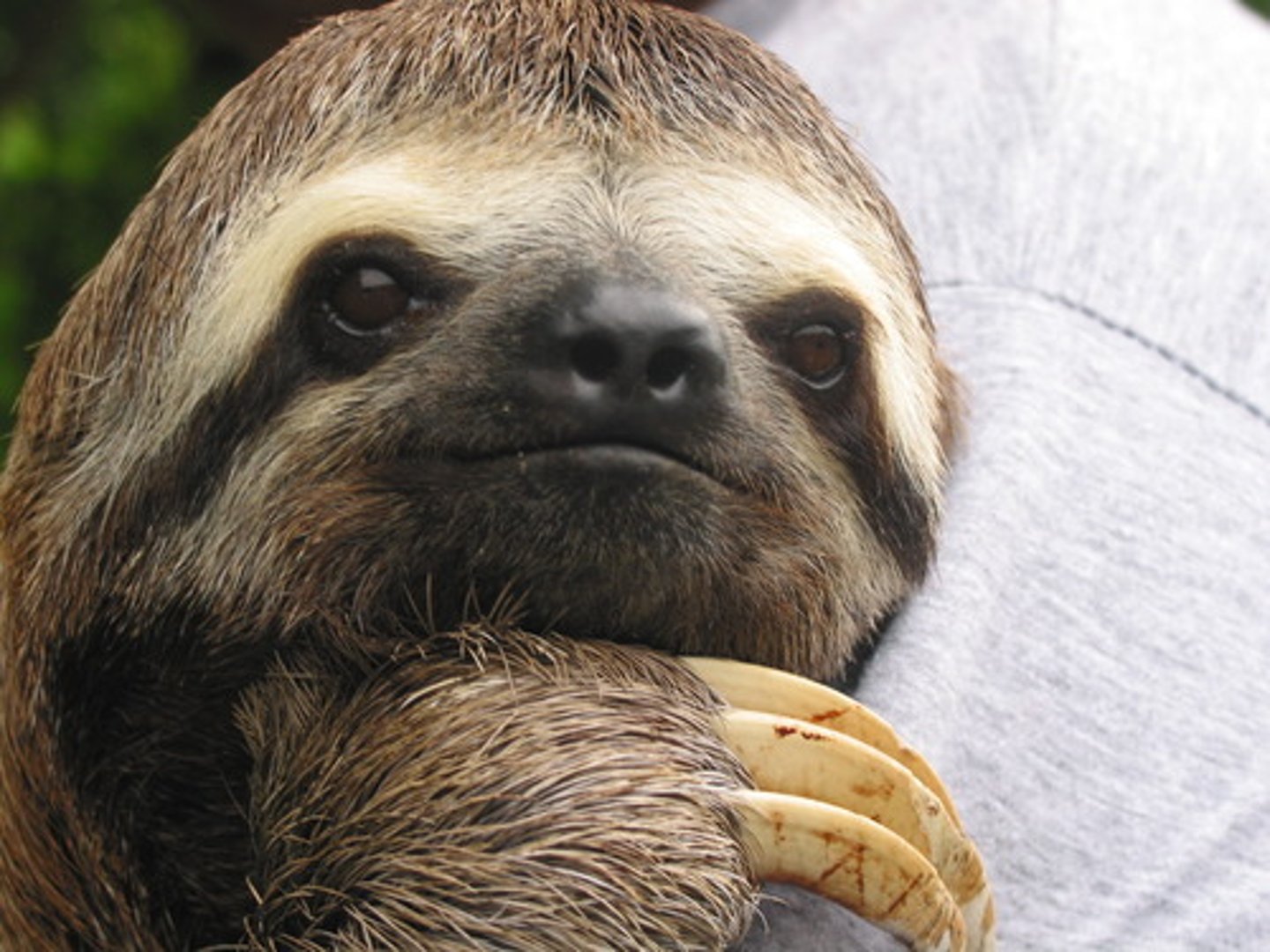 <p>sloth</p>