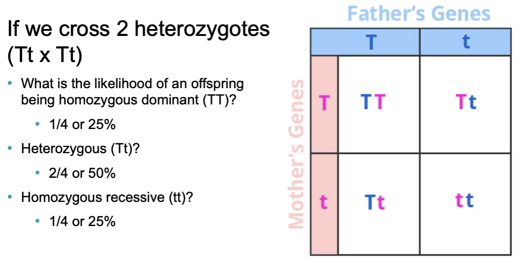 <p>Punnet Square:</p><ul><li><p><span> </span><strong>tool used to predict the possible genetic outcomes</strong><span> (genotypes and phenotypes) of a cross between two individuals</span></p><p></p></li></ul><p></p>