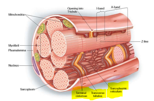 <p>Part of sarcoplasmic reticulum &amp; align with T tubules to form triad</p><p>Release calcium to trigger muscle contractions</p>