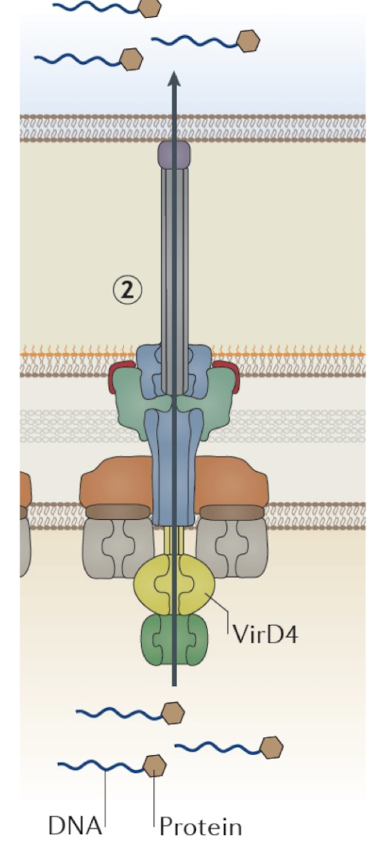 <ul><li><p>Can transfer <strong>DNA or proteins</strong> (e.g., conjugation or effector delivery).</p></li><li><p><strong>Acts similarly to T3SS</strong></p></li><li><p>Found in <span style="color: green;"><strong><em><span>Agrobacterium tumefaciens</span></em></strong></span> (T-DNA transfer to plants).<br><em>Extra:</em> <strong>T4SS is central to horizontal gene transfer and antibiotic resistance dissemination.</strong></p></li></ul><p></p>