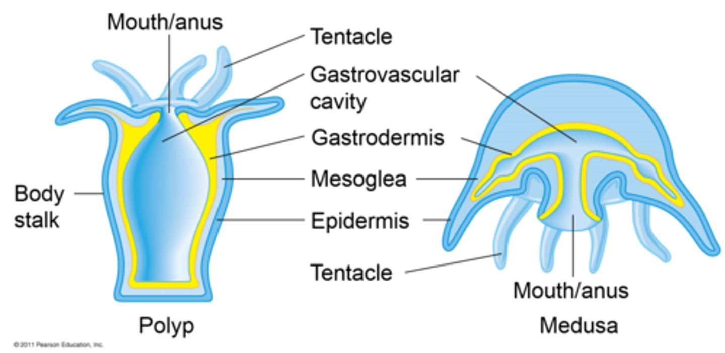 <p>Medusa &amp; Polyp</p><p>Many cnidarians have these two distinct life stages</p>