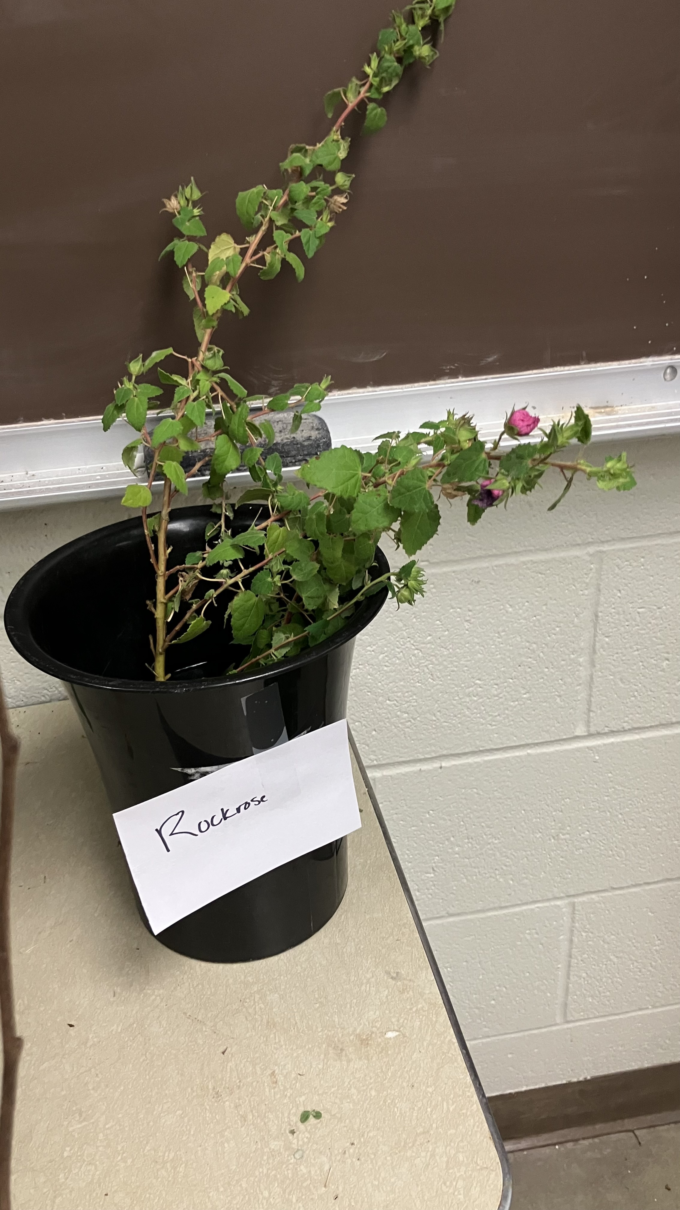 <p>Rockrose</p>