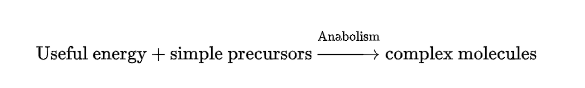 <p>processes that build up molecules, requiring energy input.</p><ul><li><p> Examples include DNA, protein synthesis and glucose formation.</p></li></ul><p></p>