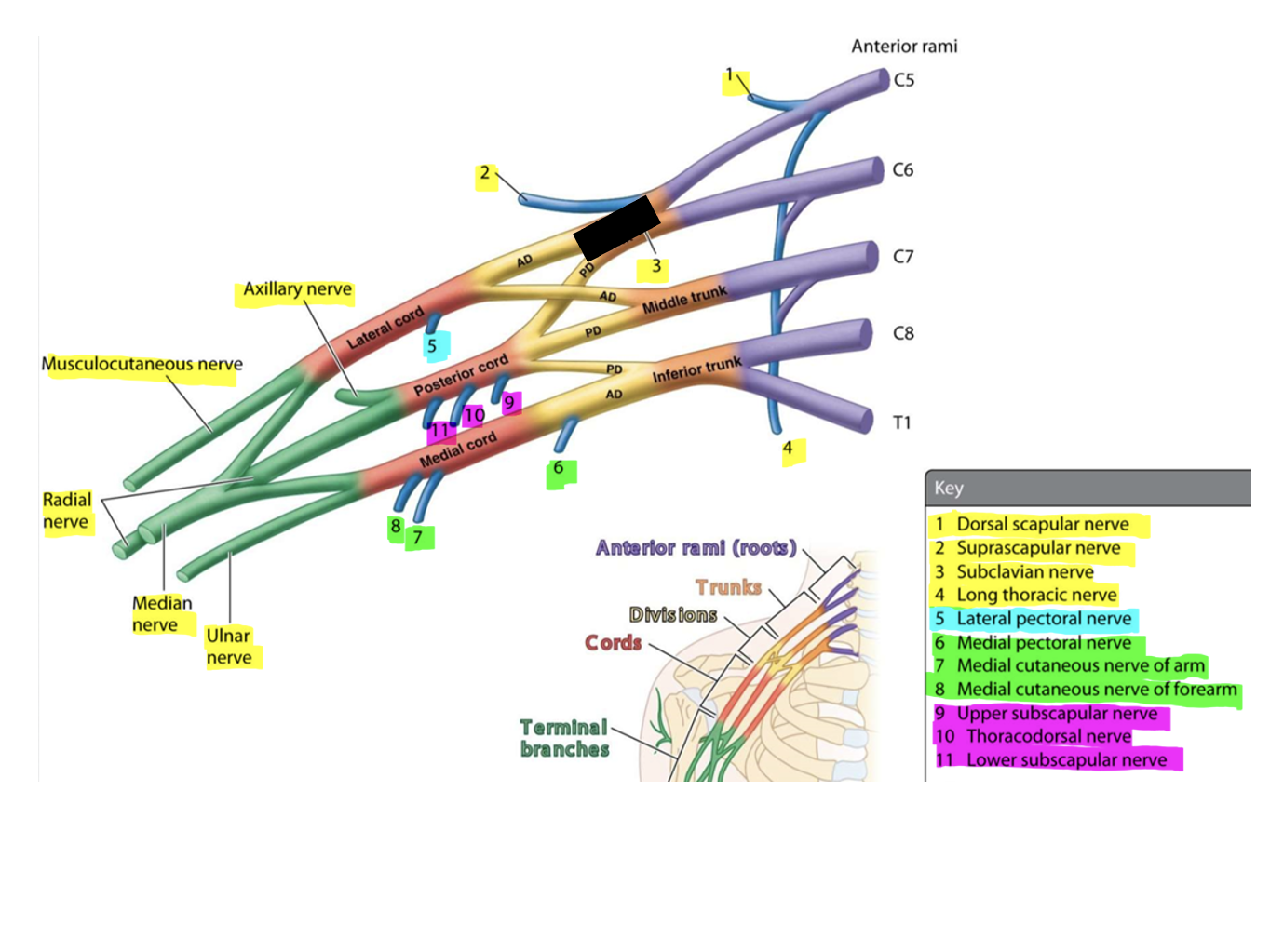 knowt flashcard image