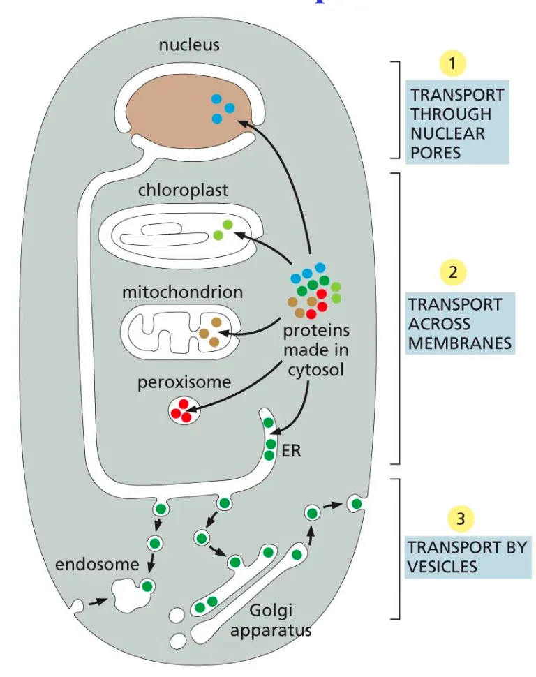 <p><span><span>First molecules go out the nucleus via the nuclear pores then across narrow channels (</span></span><span style="background-color: rgba(255, 203, 0, 0.12);"><span>transport membranes</span></span><span><span>) and finally they undergo vesicle transport and can be exocytosed out the cell.</span></span></p>