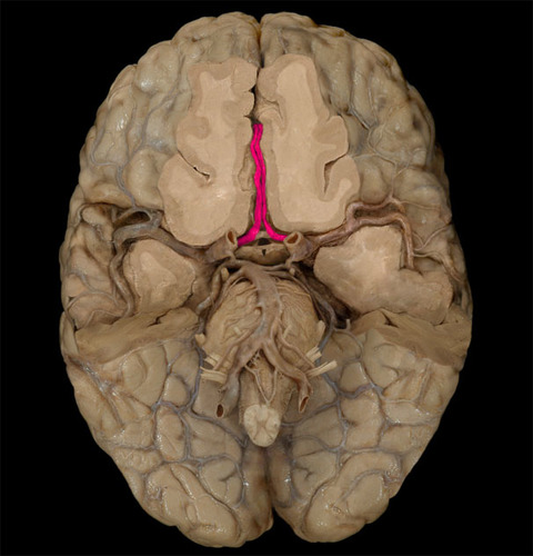 <p>The arteries that supply oxygen to most medial portions of frontal lobes and superior medial parietal lobes; strokes here can affect leg use</p>