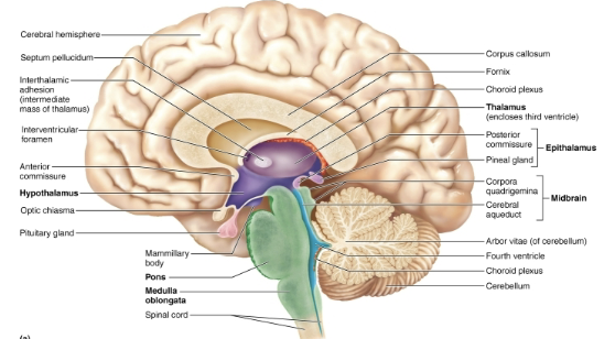 <ul><li><p><strong>Consists of three paired </strong><span style="color: red"><strong>gray matter</strong></span><strong> structures: </strong></p><ol><li><p>Thalamus </p></li><li><p>Hypothalamus </p></li><li><p>Epithalamus </p></li></ol></li><li><p><strong>LOCATION </strong></p><ul><li><p>All three enclose <mark data-color="purple" style="background-color: purple; color: inherit">third ventricle</mark> </p></li></ul><p></p></li></ul><p></p>