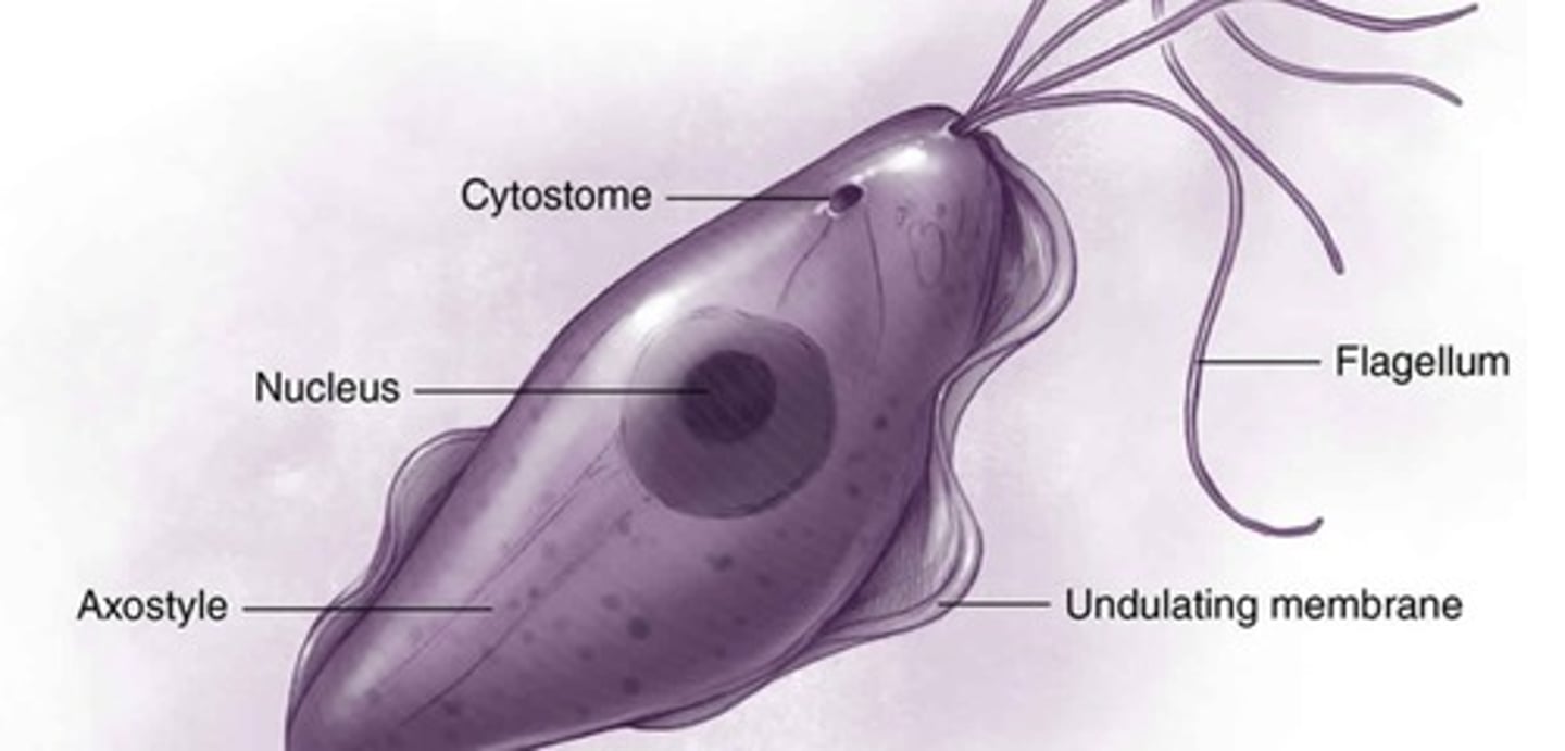 <p>Includes the Nucleus, cytostome, flagellum, Axostyle (a stiff structure that gives the parasite support and helps it attach to surfaces), and Undulating membrane (A wavy edge of the parasite that also helps it move through fluids)</p>