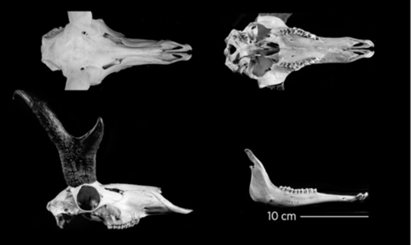 <p>What is the order and family?</p>