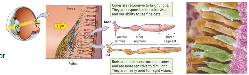 <ol><li><p><span style="color: red">Rods</span></p></li><li><p><span style="color: red">Cones</span></p></li><li><p>Photosensitive retinal ganglion cells (see ch13).</p></li></ol><p></p>