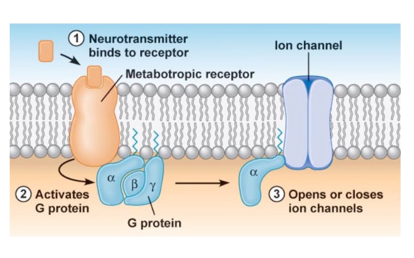 <p>• Le ligand se lie à un récepteur non-canal<br>• La signalisation (protéine G, seconds messagers, ATP…) module ensuite un canal ionique<br>• Exemple : canal KATP</p>