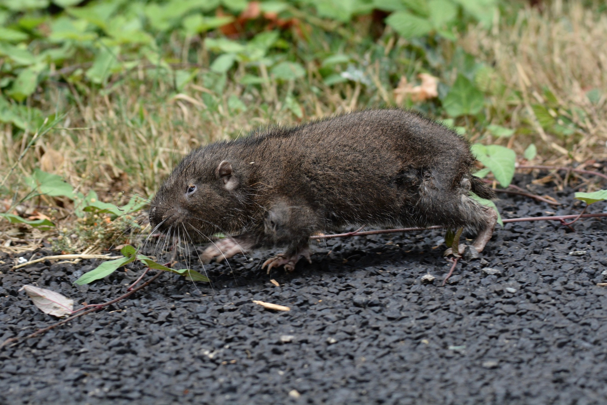 <p>What species?</p>