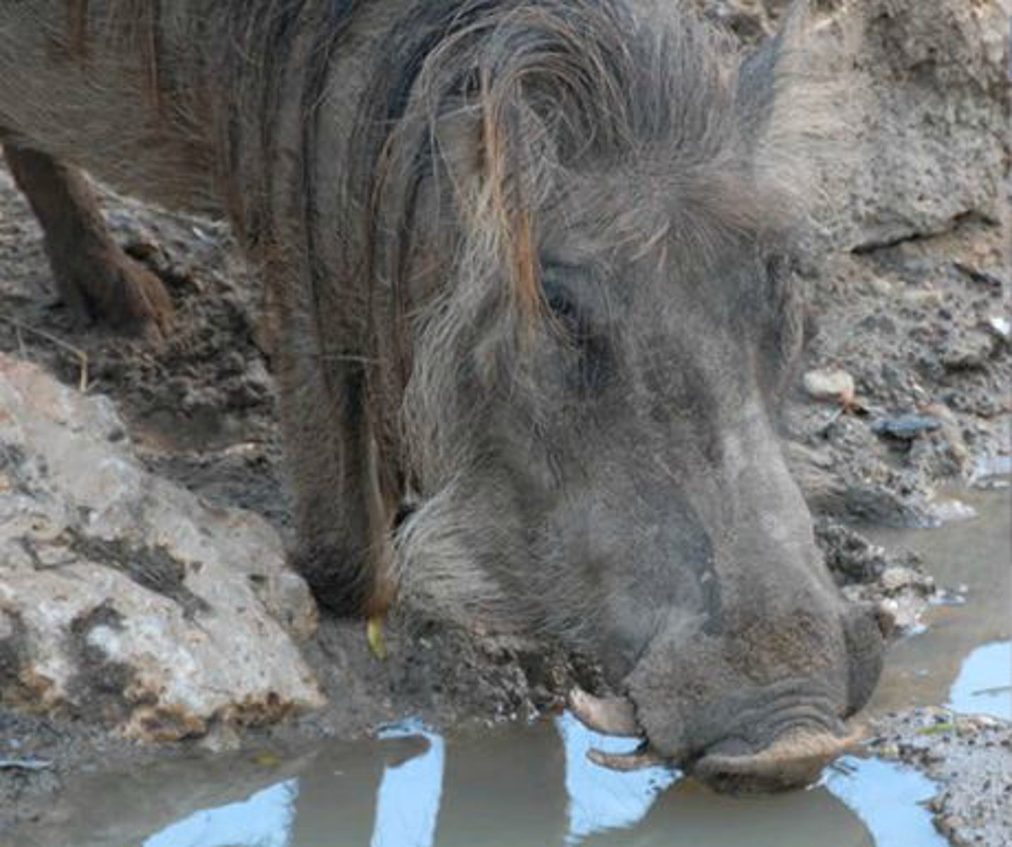 <p>Identify the species shown:</p>