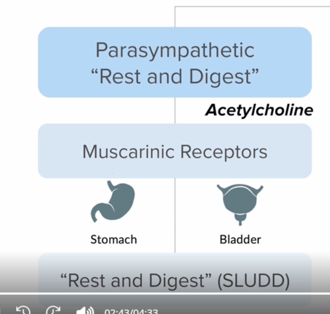 <p>Acetylcholine (bladder &amp; stomach)</p><p>"rest and digest"</p><p>Increased SLUDD</p><p>-Salivation</p><p>-Lacrimation</p><p>-Urination</p><p>-Digestion</p><p>-Defecation</p>