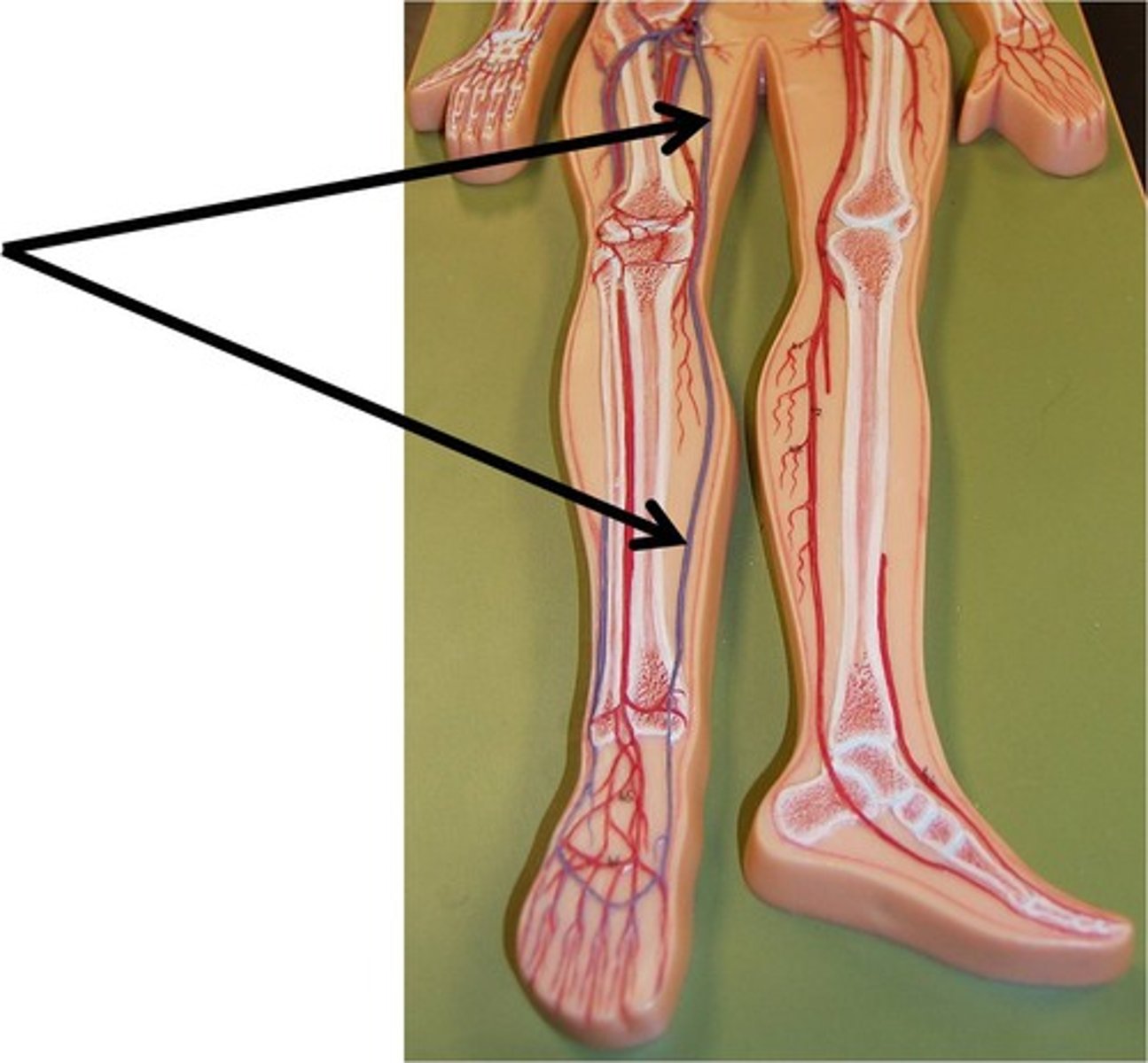 <p>The longest veins in the body. They receive the superficial drainage of the leg. They begin at the dorsal venous arch in the foot and travel up to the medial aspect of the leg to empty into the femoral vein in the thigh</p>