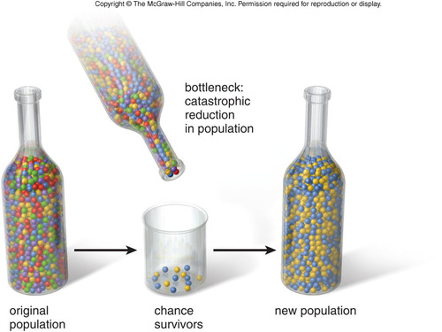 <p>there's a sharp decrease in the size of a population due to an environmental catastrophe (e.g. an earthquake) which decreases genetic diversity. As the population increases again it is less genetically diverse than before</p>