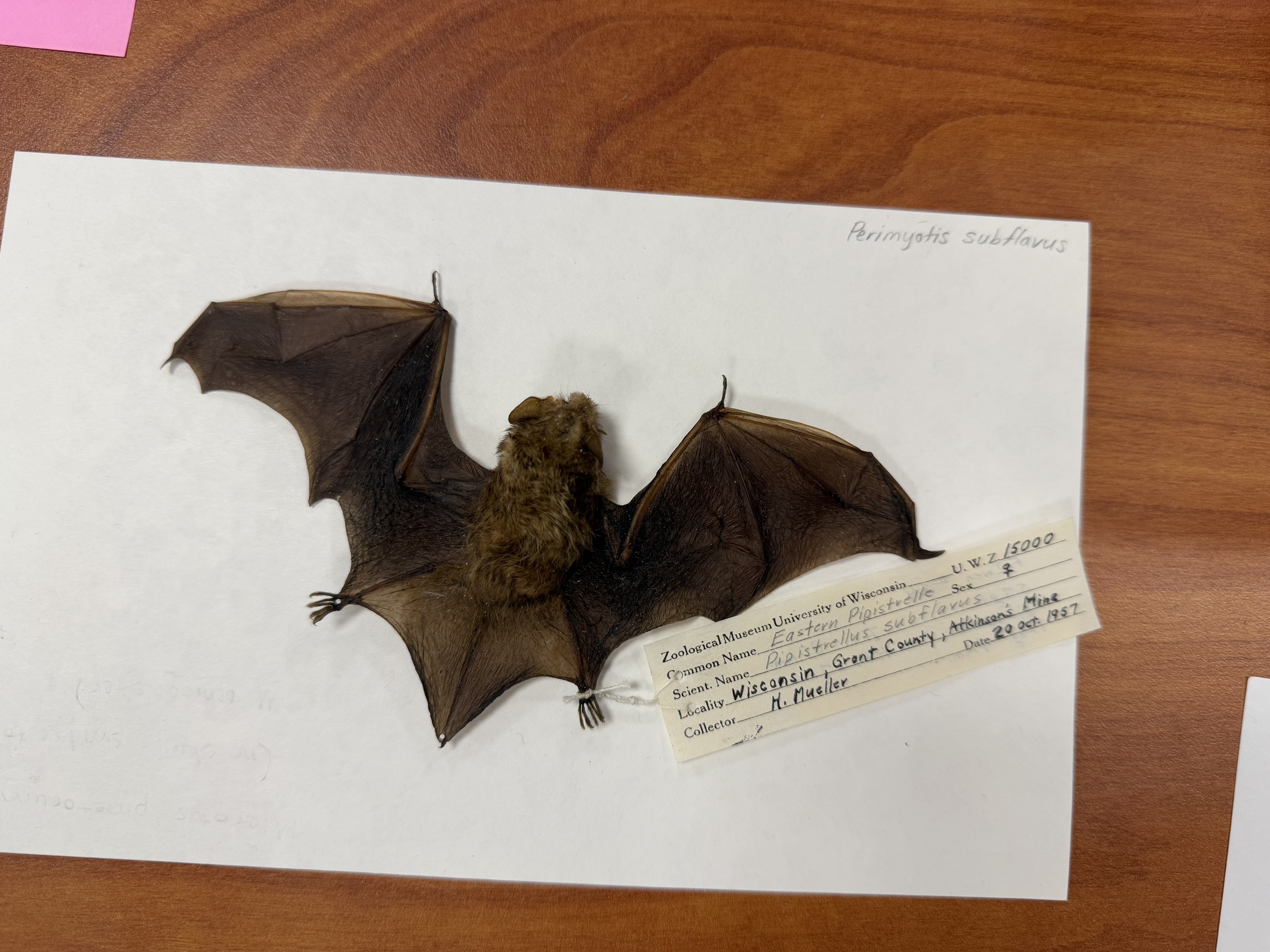 <p>Permimyotis subflavus</p>