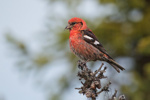 <p>Order: Passeriformes Family: Fringillidae</p>