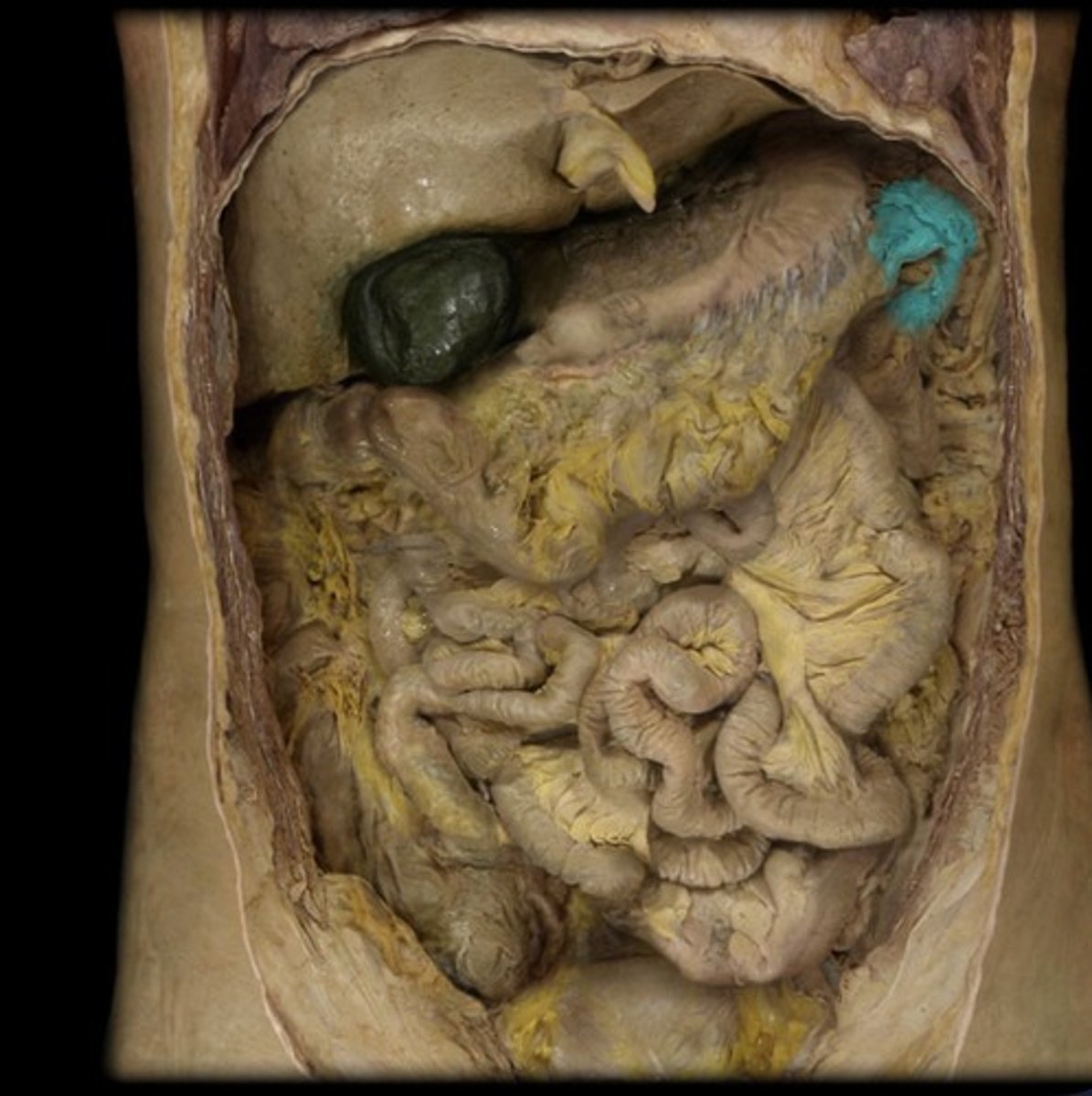 knowt flashcard image