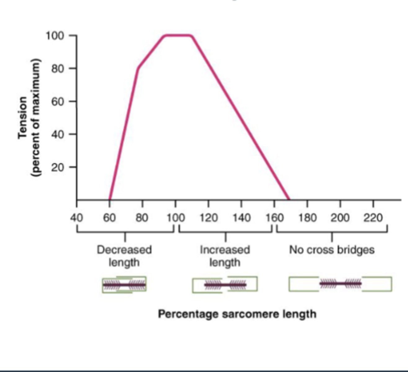 <p>-length of sarcomere has influence on force generated when sarcomere is shortened/contracted</p><p>-ideal length of sarcomere is about 80-120% of resting length; produces maximum tension</p>