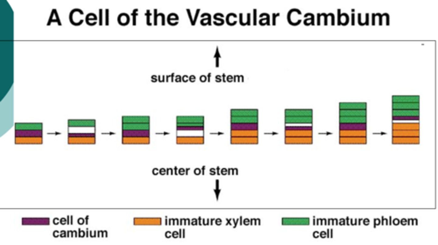 <p>activity of functional vascular cambium</p>