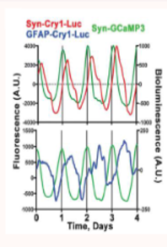 <ul><li><p>red line = CRY1 in neurons</p></li><li><p>blue line = CRY1 in astrocytes&nbsp;</p></li><li><p>green line = neuronal calcium activity&nbsp;</p></li><li><p>this shows that both neurons and astrocytes display seld sustained circadian oscillations and these ehythms are anti-phasic, therefore astrocytes and neurons oscillate out of phase but are functionally couples</p></li></ul><p></p>