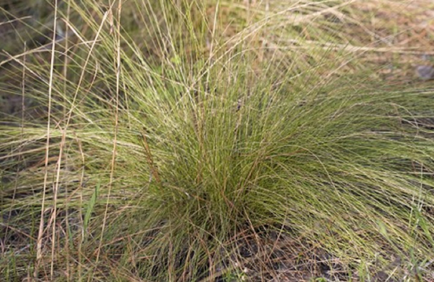 <p>-bunches of grass</p><p>-look like a fine wire up close</p><p>-occur only after fire</p>