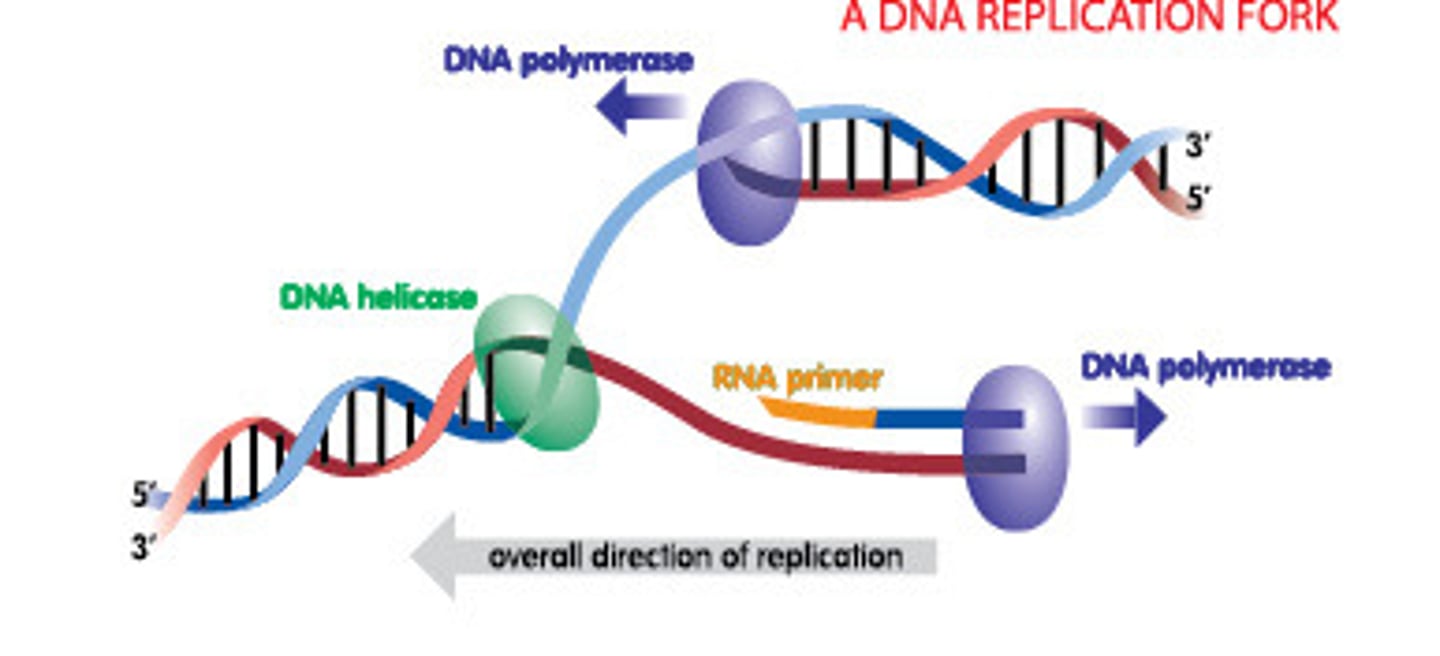 <p>DNA polymerase (P = PUTS it together)</p>