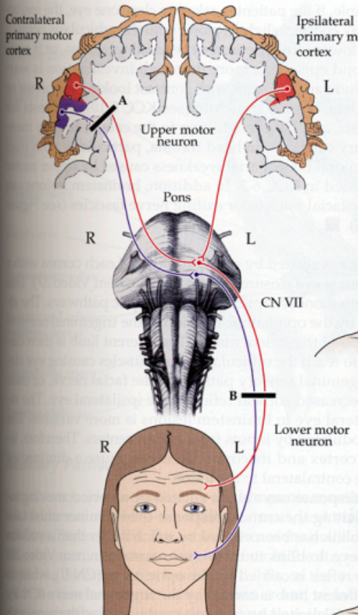 innervation originates from both sides of brain

ipsilateral and contralateral