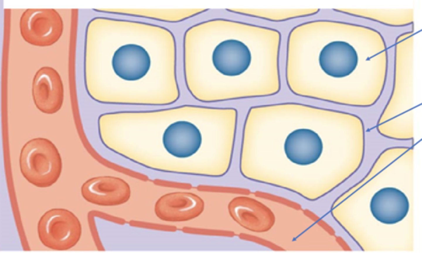 <p>Plasma is what percentage of the ECF? Substances moving between the plasma and interstitial fluid must cross what? </p>